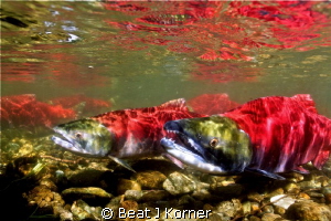 During the massive 2014 salmon run in Adams River, Britis... by Beat J Korner 